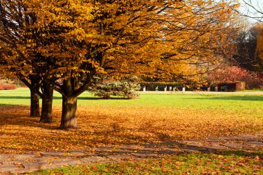 Sonbahar renkli ağaçlar Park