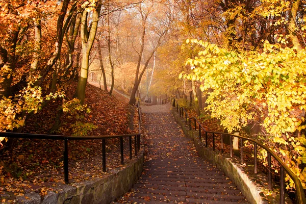 Herbst bunte Bäume im Park — Stockfoto