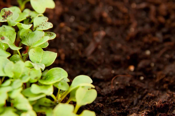 Green Young Radish Sprouts Garden Soil — Stock Photo, Image