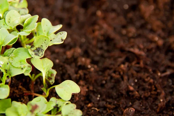 Brotes Rábano Verde Joven Jardín Con Tierra — Foto de Stock