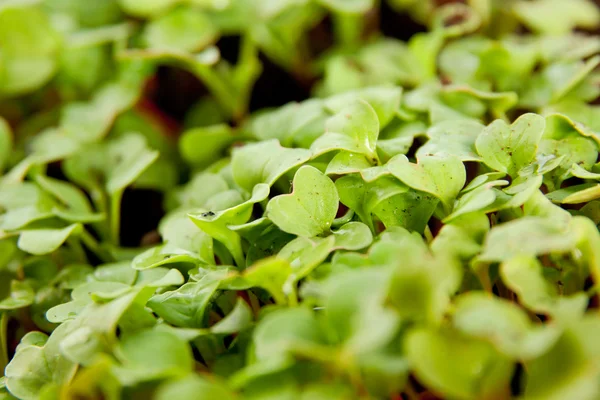 Groene Jonge Radijs Spruiten Tuin Met Bodem — Stockfoto