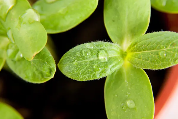 Groene Zonnebloem Groei Spruiten Met Waterdruppels — Stockfoto