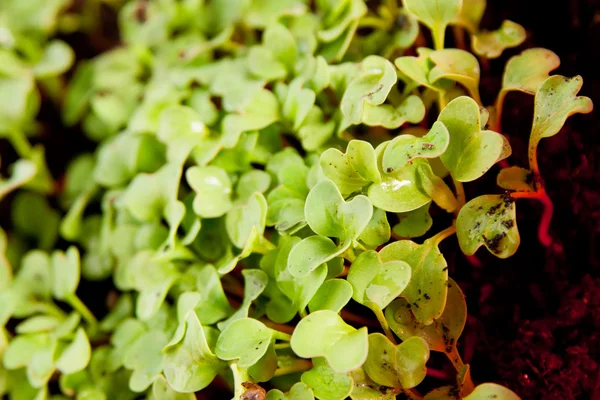 Green Young Radish Sprouts Garden Soil — Stock Photo, Image