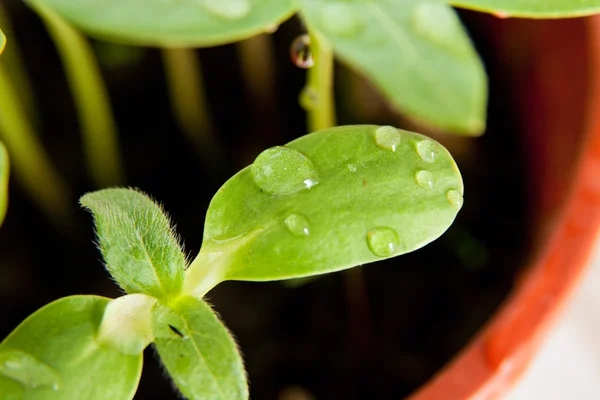 Green Sunflower Growing Sprouts Water Drops — Stock Photo, Image