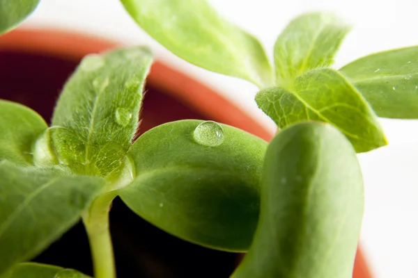 Green Sunflower Growing Sprouts Water Drops — Stock Photo, Image