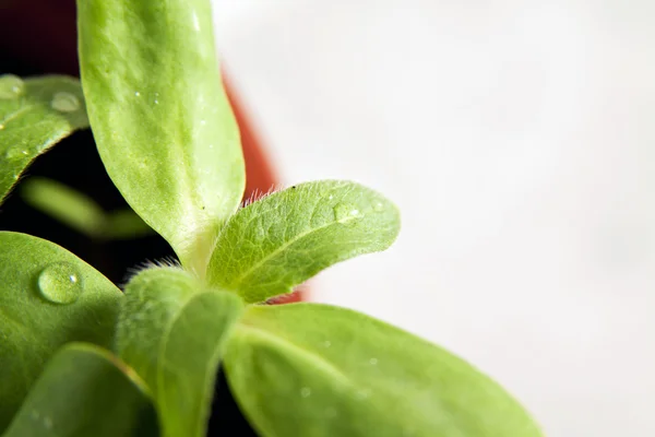 Green Sunflower Growing Sprouts Water Drops — Stock Photo, Image