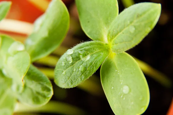 Green sunflower growing sprouts — Stock Photo, Image