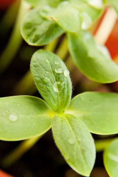 Green sunflower growing sprouts — Stock Photo, Image