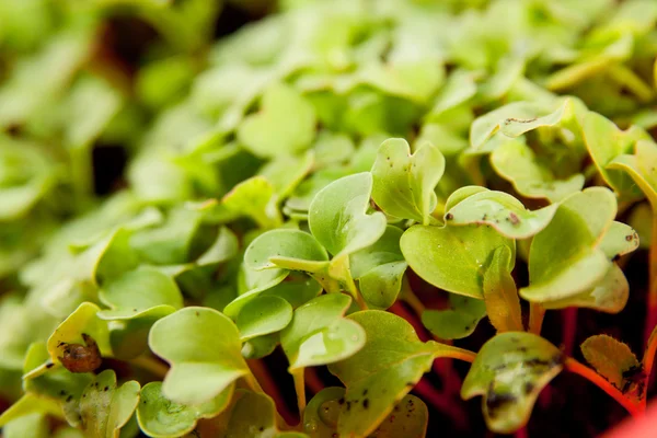 Brotes de rábano verde joven en el jardín — Foto de Stock