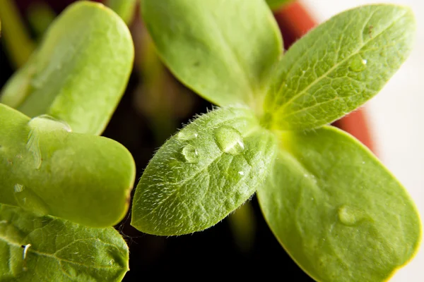 Green sunflower growing sprouts — Stock Photo, Image