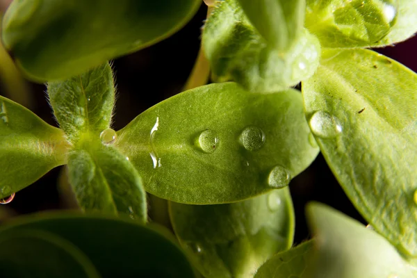 Green sunflower growing sprouts — Stock Photo, Image