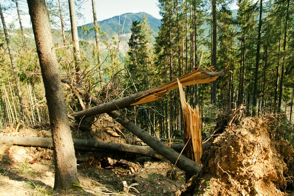 Árbol roto viento desastre — Foto de Stock