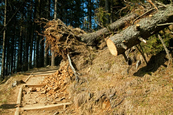 Árbol roto viento desastre — Foto de Stock