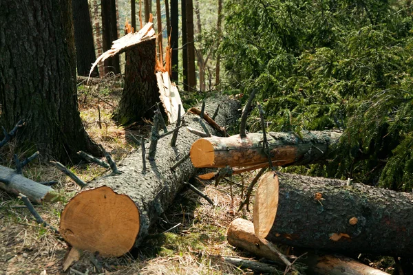 Árbol roto viento desastre — Foto de Stock