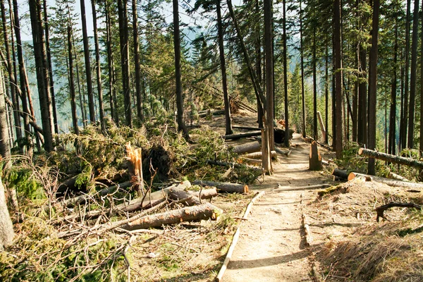 Árbol roto viento desastre — Foto de Stock