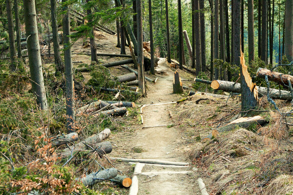 Broken tree wind disaster