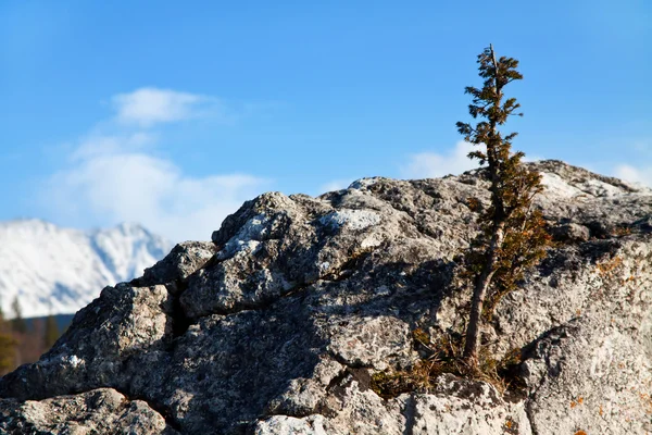 Besneeuwde bergwereld met rock — Stockfoto