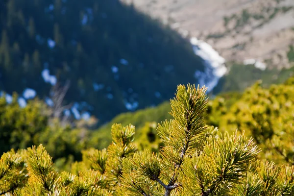 Montanha paisagem nevada com rocha — Fotografia de Stock