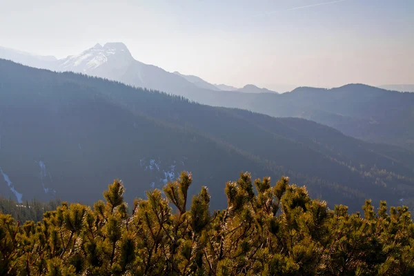 Paisagem de montanha com floresta arbórea — Fotografia de Stock