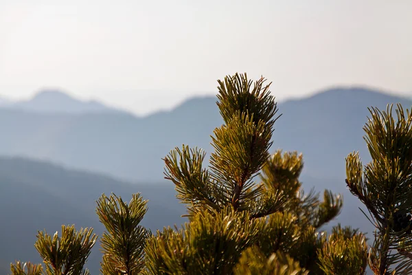Paisagem montanhosa com pinheiros — Fotografia de Stock