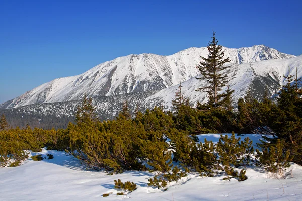 Montaña nevado paisaje con pinos —  Fotos de Stock