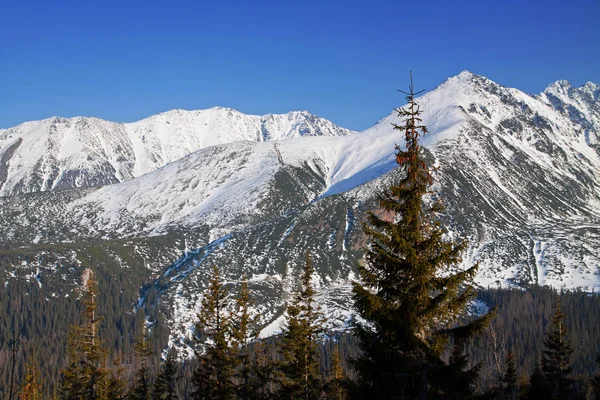 Çam ağaçları ile karlı dağ manzarası — Stok fotoğraf