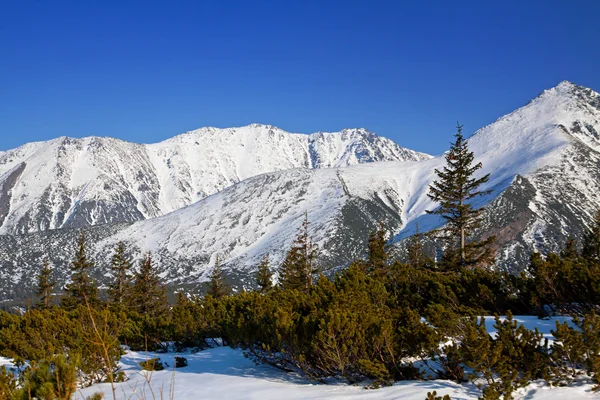 Montaña nevado paisaje con pinos —  Fotos de Stock