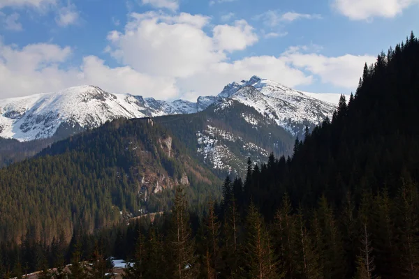 Montaña nevado paisaje con pinos —  Fotos de Stock