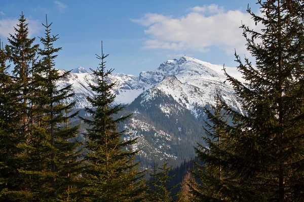 Çam ağaçları ile karlı dağ manzarası — Stok fotoğraf