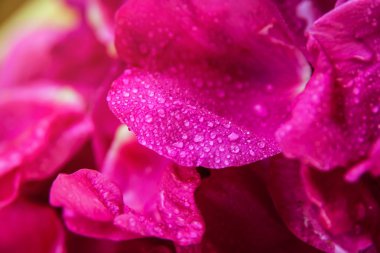 Su damlaları ile pembe yabani gül ıslak yapraklar