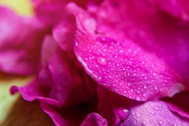 Su damlaları ile pembe yabani gül ıslak yapraklar