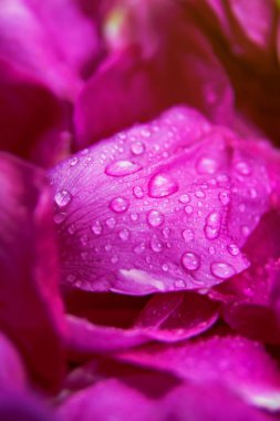 Su damlaları ile pembe yabani gül ıslak yapraklar