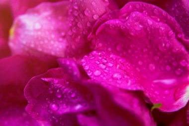 Su damlaları ile pembe yabani gül ıslak yapraklar