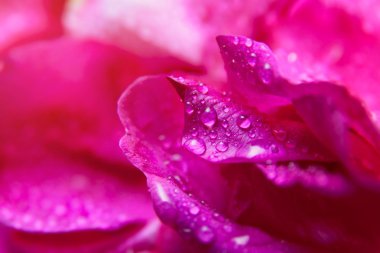 Su damlaları ile pembe yabani gül ıslak yapraklar