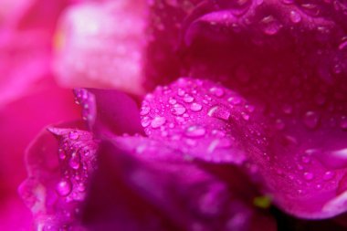 Su damlaları ile pembe yabani gül ıslak yapraklar