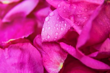 Su damlaları ile pembe yabani gül ıslak yapraklar