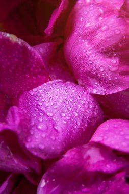 Su damlaları ile pembe yabani gül ıslak yapraklar