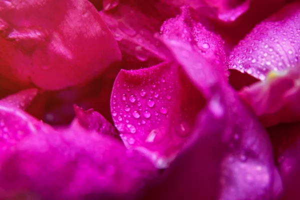 Pink wild rose wet leaves with water drops