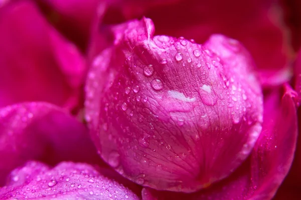 Рожеві дикі троянди мокре листя з краплями води — стокове фото