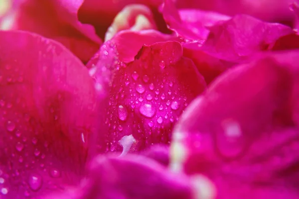 Rosa rosa silvestre hojas húmedas con gotas de agua — Foto de Stock