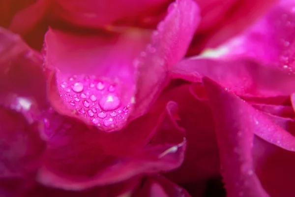 Rosa rosa silvestre hojas húmedas con gotas de agua — Foto de Stock