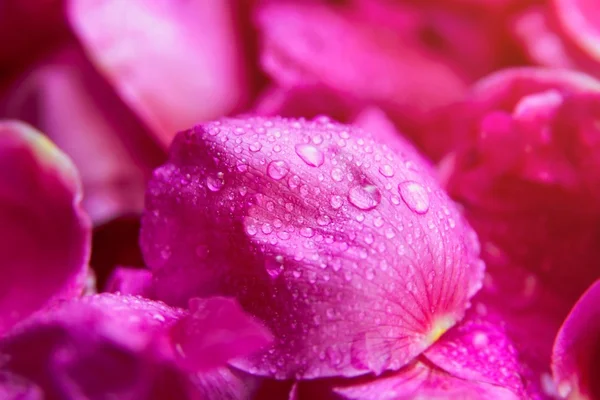 Rosa rosa silvestre hojas húmedas con gotas de agua — Foto de Stock