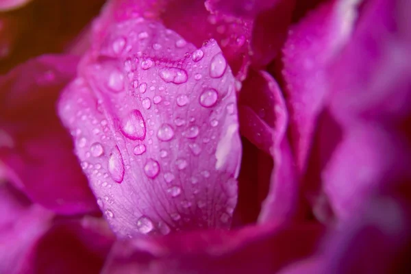 Rosa selvagem rosa folhas molhadas com gotas de água — Fotografia de Stock