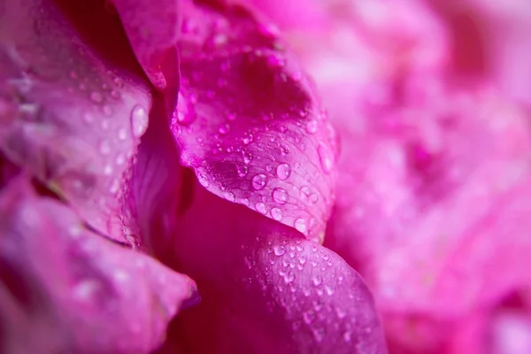 Rosa Wildrose nasse Blätter mit Wassertropfen — Stockfoto