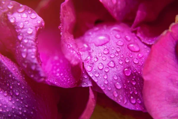 Rosa rosa silvestre hojas húmedas con gotas de agua — Foto de Stock