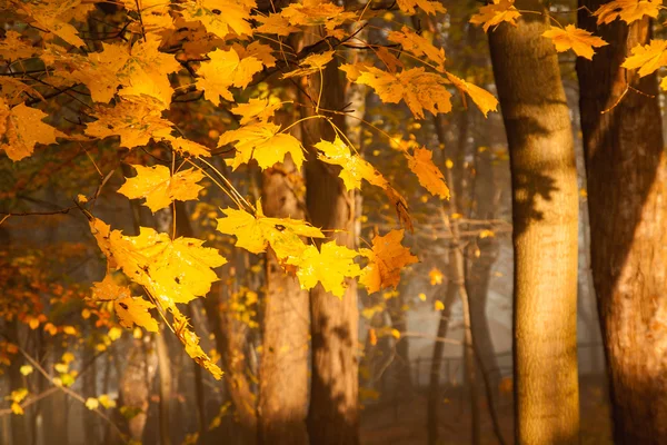 Temporada de otoño árboles coloridos en el parque — Foto de Stock