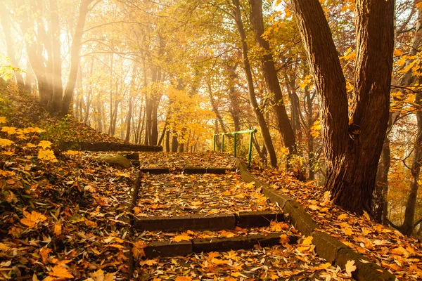 Temporada de otoño árboles coloridos en el parque — Foto de Stock