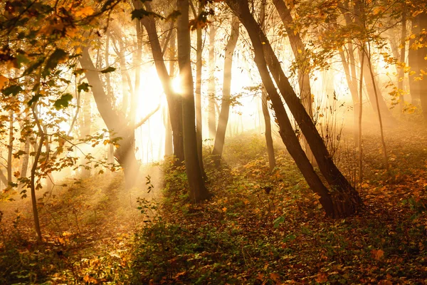 Rayos de sol místicos entre árboles — Foto de Stock