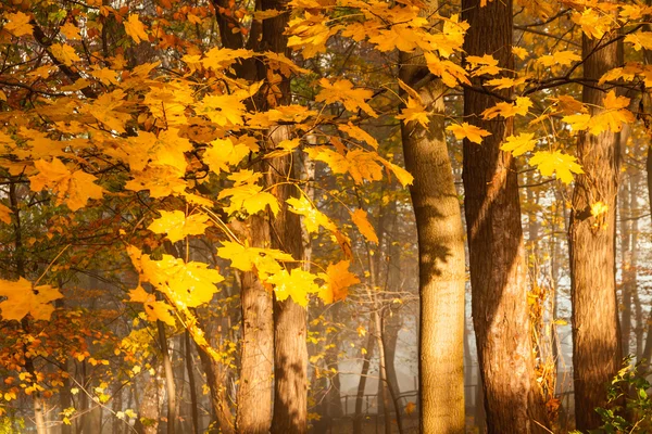 Temporada de otoño árboles coloridos en el parque — Foto de Stock