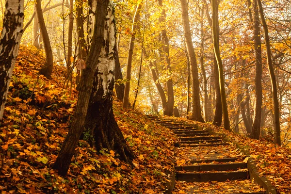 Temporada de otoño árboles coloridos en el parque — Foto de Stock